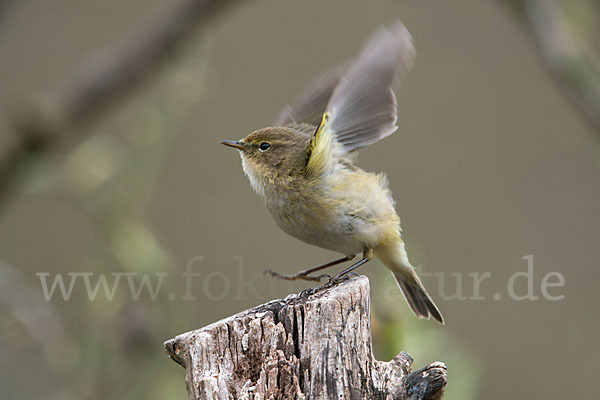 Zilpzalp (Phylloscopus collybita)