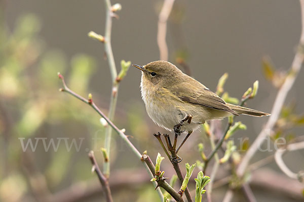 Zilpzalp (Phylloscopus collybita)