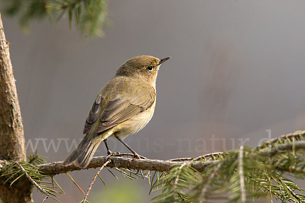 Zilpzalp (Phylloscopus collybita)