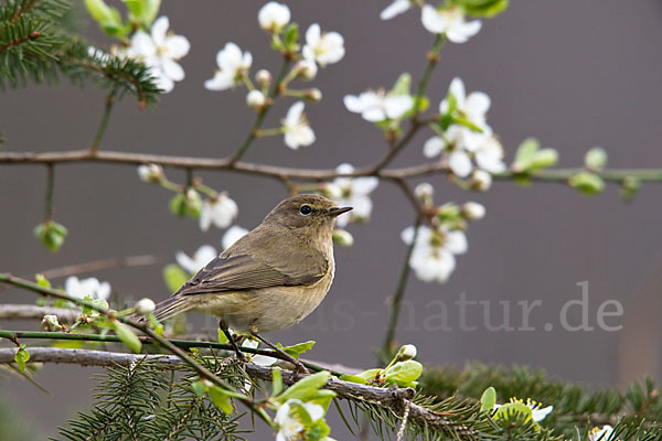 Zilpzalp (Phylloscopus collybita)