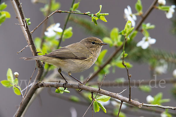 Zilpzalp (Phylloscopus collybita)