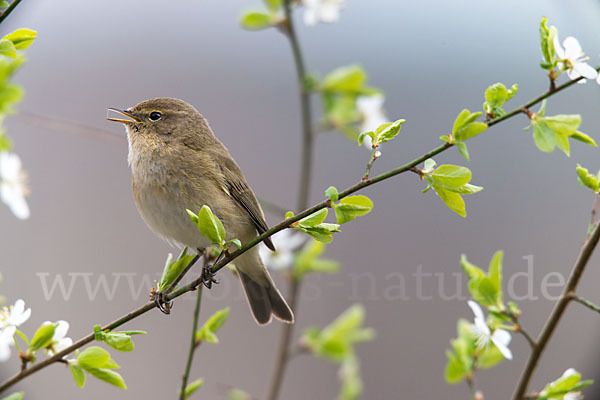 Zilpzalp (Phylloscopus collybita)