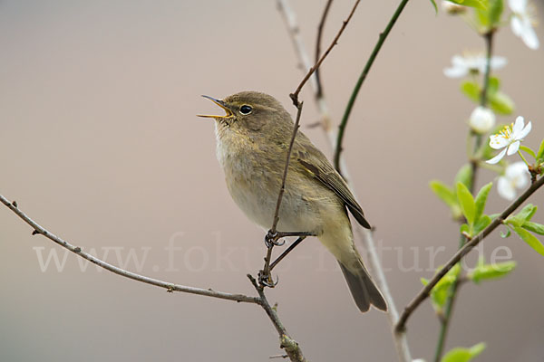 Zilpzalp (Phylloscopus collybita)