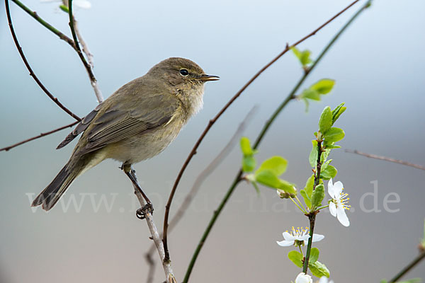 Zilpzalp (Phylloscopus collybita)