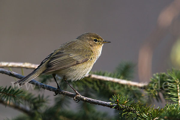 Zilpzalp (Phylloscopus collybita)