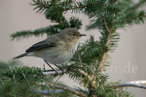 Zilpzalp (Phylloscopus collybita)