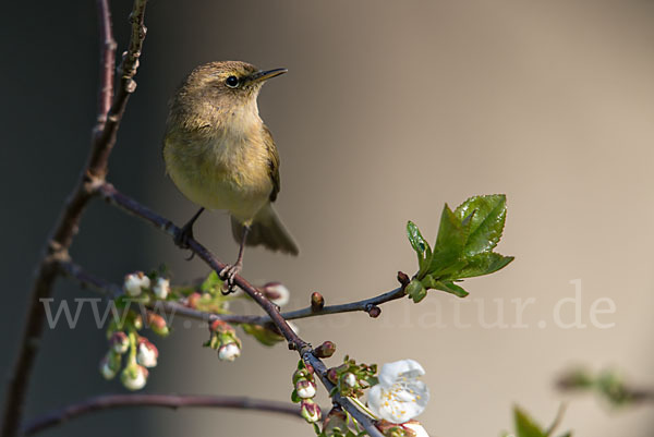 Zilpzalp (Phylloscopus collybita)