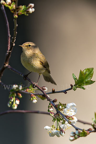 Zilpzalp (Phylloscopus collybita)