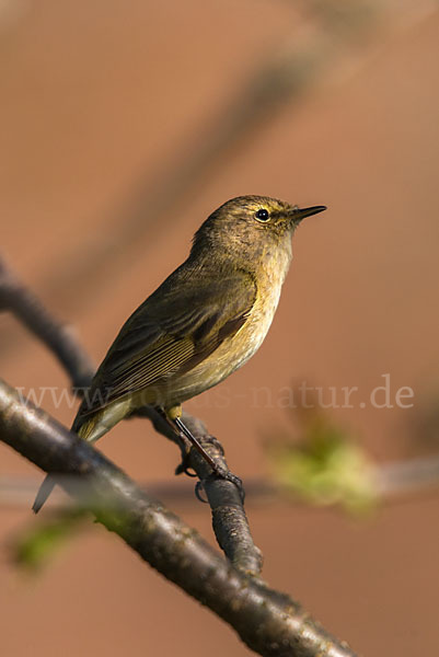 Zilpzalp (Phylloscopus collybita)