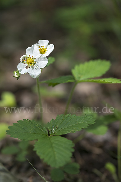 Zimt-Erdbeere (Fragaria moschata)