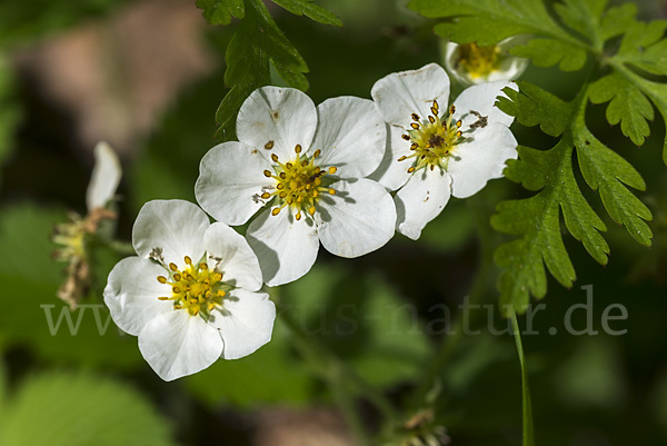 Zimt-Erdbeere (Fragaria moschata)