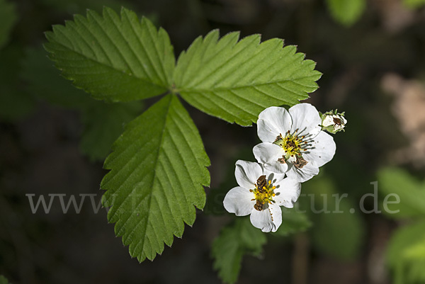 Zimt-Erdbeere (Fragaria moschata)