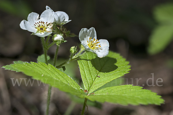 Zimt-Erdbeere (Fragaria moschata)