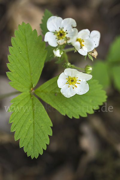 Zimt-Erdbeere (Fragaria moschata)