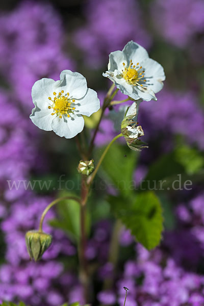 Zimt-Erdbeere (Fragaria moschata)