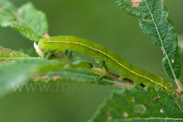 Zimteule (Scoliopteryx libatrix)