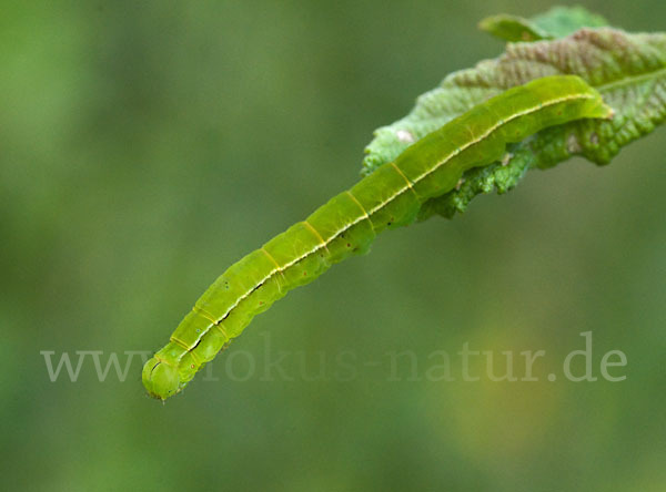 Zimteule (Scoliopteryx libatrix)