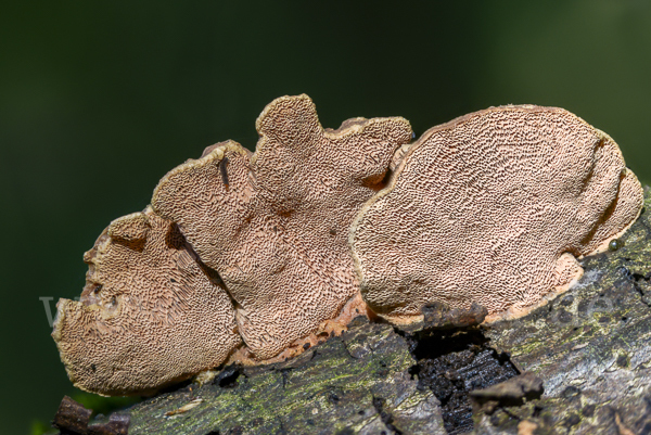 Zimtfarbener Weichporling (Hapalopilus rutilans)