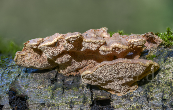 Zimtfarbener Weichporling (Hapalopilus rutilans)