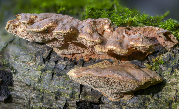 Zimtfarbener Weichporling (Hapalopilus rutilans)