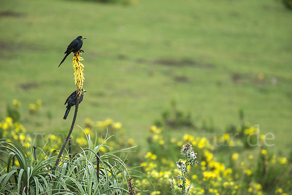 Zimtflügelstar (Onychognathus tenuirostris)