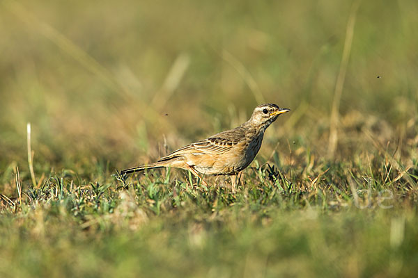 Zimtspornpieper (Anthus cinnamomeus)