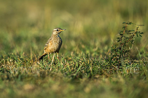 Zimtspornpieper (Anthus cinnamomeus)