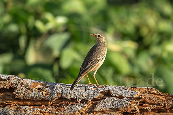 Zimtspornpieper (Anthus cinnamomeus)