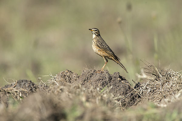 Zimtspornpieper (Anthus cinnamomeus)