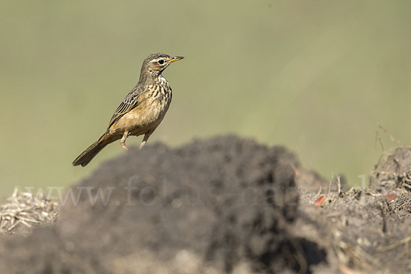 Zimtspornpieper (Anthus cinnamomeus)