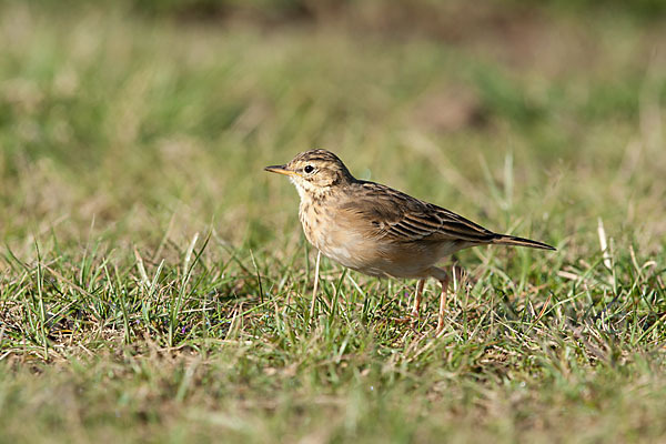 Zimtspornpieper (Anthus cinnamomeus)