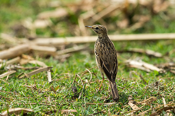 Zimtspornpieper (Anthus cinnamomeus)