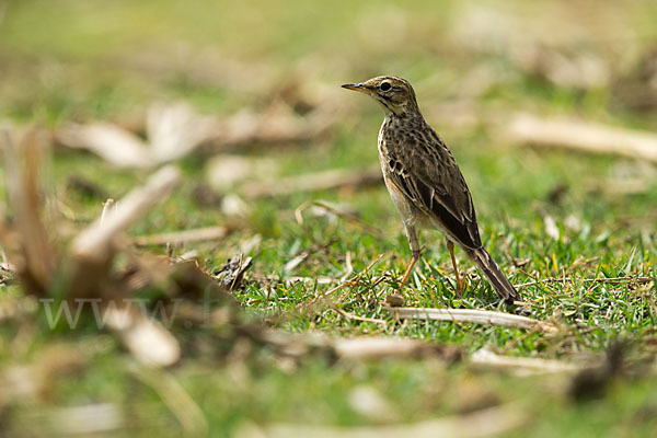 Zimtspornpieper (Anthus cinnamomeus)