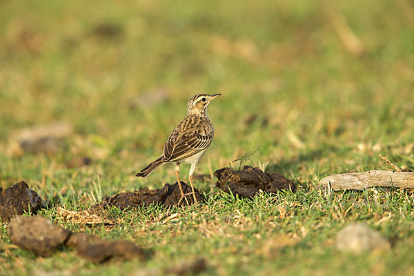 Zimtspornpieper (Anthus cinnamomeus)