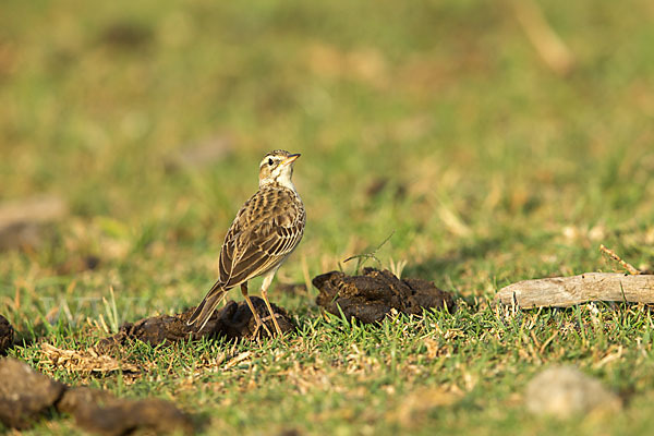 Zimtspornpieper (Anthus cinnamomeus)