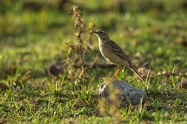 Zimtspornpieper (Anthus cinnamomeus)