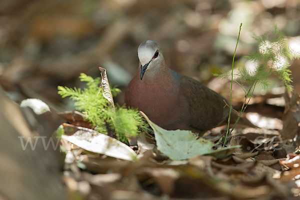 Zimttaube (Aplopelia larvata)