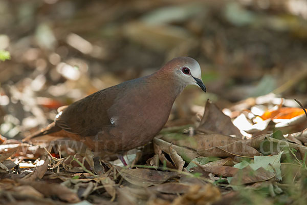 Zimttaube (Aplopelia larvata)