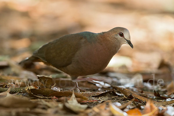 Zimttaube (Aplopelia larvata)