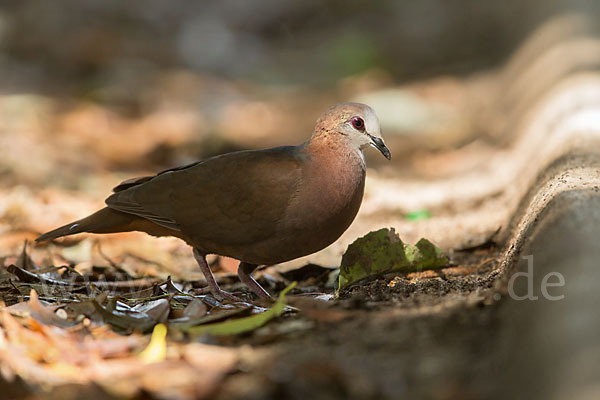 Zimttaube (Aplopelia larvata)