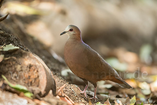 Zimttaube (Aplopelia larvata)