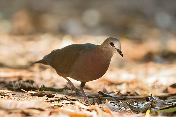 Zimttaube (Aplopelia larvata)