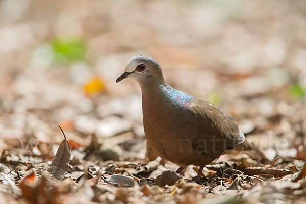 Zimttaube (Aplopelia larvata)