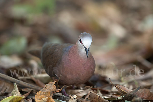 Zimttaube (Aplopelia larvata)