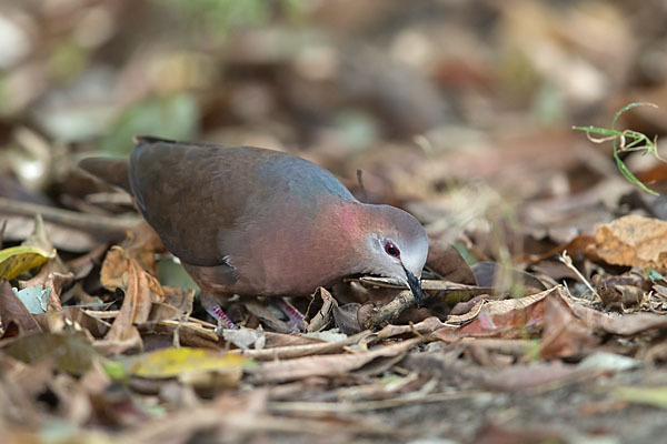 Zimttaube (Aplopelia larvata)