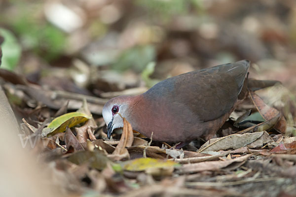 Zimttaube (Aplopelia larvata)