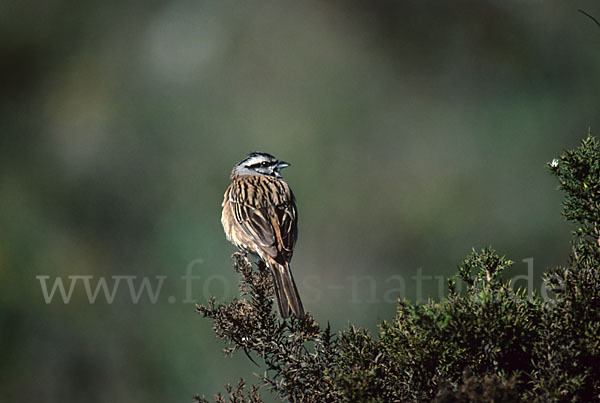 Zippammer (Emberiza cia)