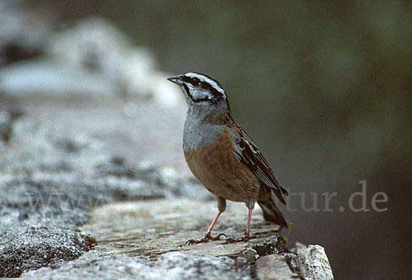 Zippammer (Emberiza cia)