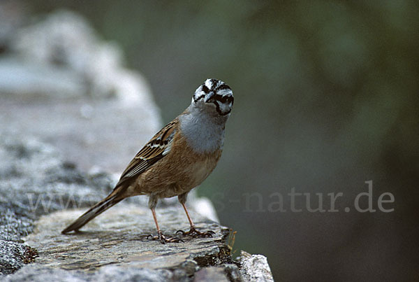 Zippammer (Emberiza cia)