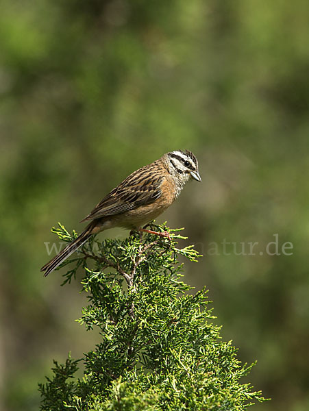 Zippammer (Emberiza cia)